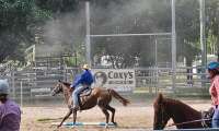 Horse Sports & Practice Night Rodeo